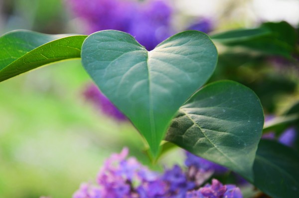 Lilac hearts by Codrina Miculit